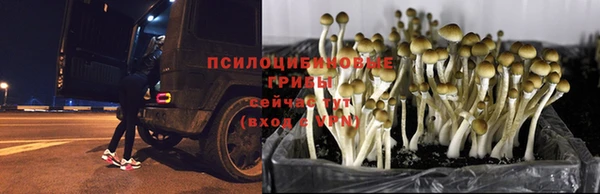 сатива Арсеньев